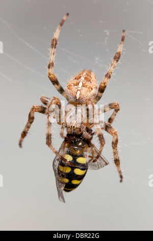 Weibliche Araneus Diadematus Spinne Essen eine gestreifte Fliege. Stockfoto