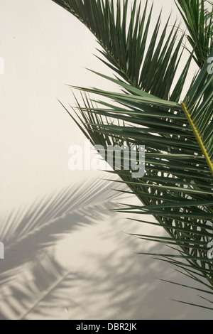 Palme Niederlassungen Schattenwurf auf einer weißen Wand gewaschen. Stockfoto