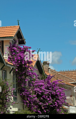 Violetten Bougainvillea Umgebung in Sintra, ein UNESCO-Weltkulturerbe Region Lissabon, Portugal zusätzliche Farbe hinzufügen. Stockfoto