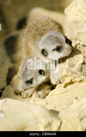 Baby-Erdmännchen (Suricata Suricatta) in Gefangenschaft bei Noahs Ark Zoo Farm, Bristol, England, UK Stockfoto