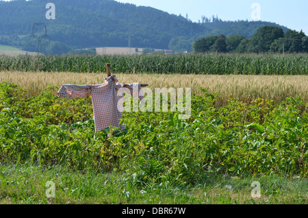 Vogelscheuche Bewachung Kartoffel und Weizenfeld gegen Vögel Stockfoto