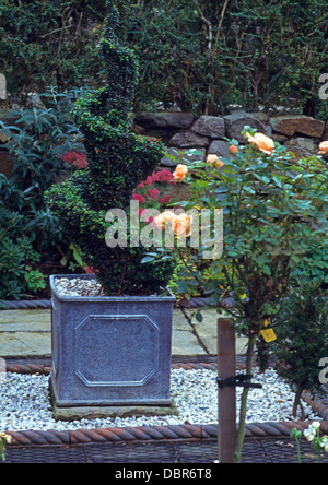 dahlien im blumenkasten Blumenzwiebeln Dahlie Red Pigmy (x3) - Dahlia red pigmy