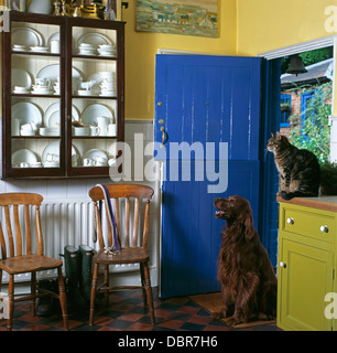Katze und Hund in Landhausküche mit blau lackierten Stalltür und Glasfront Schrank oben Holzstühle Stockfoto