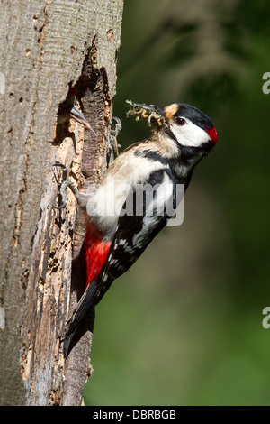 Buntspecht Jungen füttert / Dendrocopos major Stockfoto