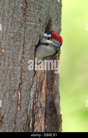 Junge Buntspecht / Dendrocopos major Stockfoto