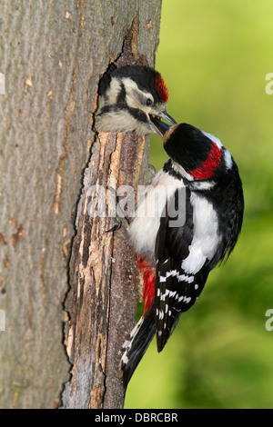 Buntspecht Jungen füttert / Dendrocopos major Stockfoto