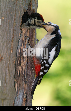 Buntspecht Jungen füttert / Dendrocopos major Stockfoto