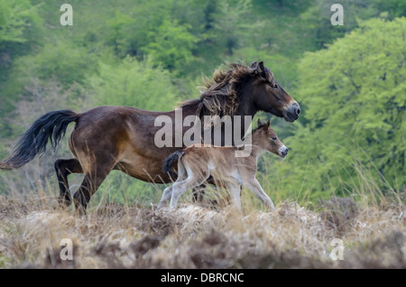 Exmoor-Stute und Fohlen der neugeborenen Fohlen Stockfoto