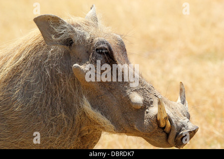 Porträt von ein Warzenschwein (Phacochoerus Africanus), Seitenansicht Stockfoto