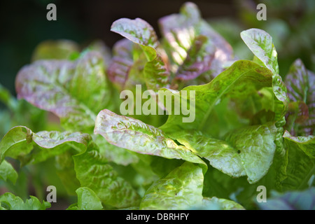 Üppige junge Salatblätter wächst auf dem Grundstück in meinem Garten in Walton. Stockfoto