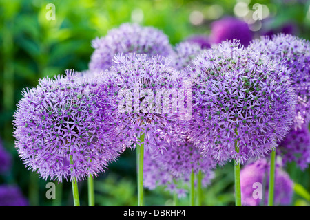 Alliums wächst in einem englischen Garten. Stockfoto