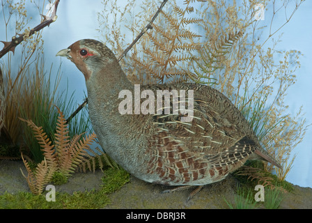 Gefüllte englische Rebhuhn in Präparatoren Vitrine Stockfoto