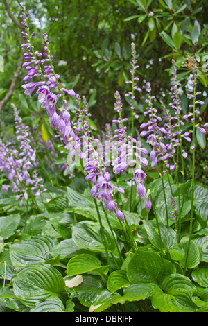 Bunte, blühende Hosta Pflanzen mit lila Blüten im Sommer Stockfoto