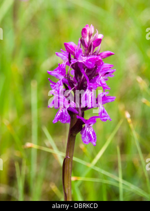 Knabenkraut oder gefleckte Orchidee Dactylorhiza in eine geschützte Moor in Oslo Norwegen Stockfoto