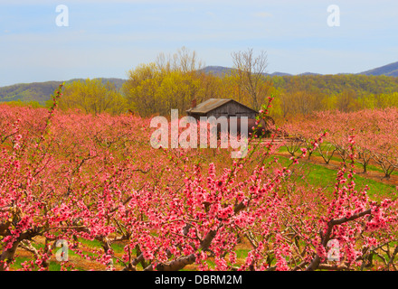 Blüte von Peach Orchard, Crozet, Virginia, USA Stockfoto