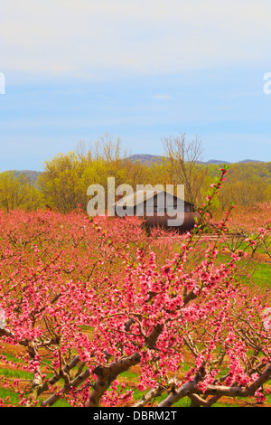 Blüte von Peach Orchard, Crozet, Virginia, USA Stockfoto