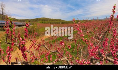 Blüte von Peach Orchard, Crozet, Virginia, USA Stockfoto