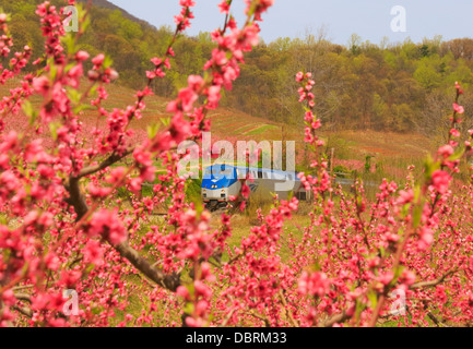 Blüte von Peach Orchard, Crozet, Virginia, USA Stockfoto