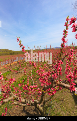 Blüte von Peach Orchard, Crozet, Virginia, USA Stockfoto