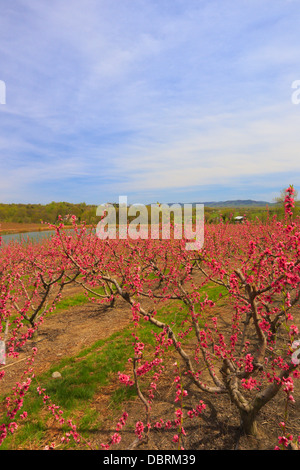 Blüte von Peach Orchard, Crozet, Virginia, USA Stockfoto