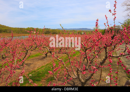 Blüte von Peach Orchard, Crozet, Virginia, USA Stockfoto