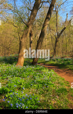 Blaue Glocken, Bull Run Regionalpark, Centreville, Virginia, USA Stockfoto