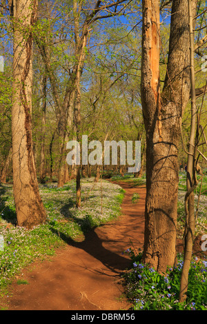 Blaue Glocken, Bull Run Regionalpark, Centreville, Virginia, USA Stockfoto