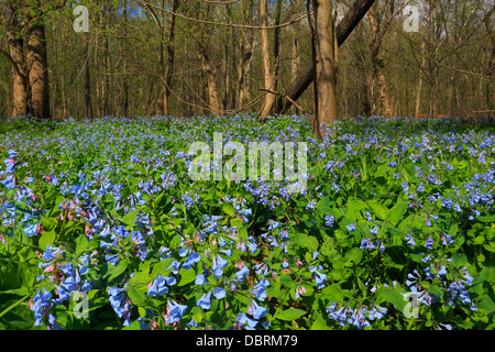 Blaue Glocken, Bull Run Regionalpark, Centreville, Virginia, USA Stockfoto