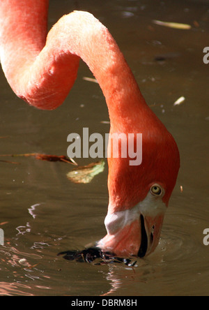 FLAMINGO, DIE AUF DER SUCHE NACH NAHRUNG Stockfoto