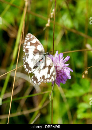 Reigate, UK. 3. August 2013. Marmoriert weiß Melanargia Galathea Schmetterling ruht auf Feld Witwenblume auf einer Wiese auf den North Downs in Reigate, Surrey. Samstag, 3. August 2013. Credit: Foto von Lindsay Constable / Alamy Live News Stockfoto