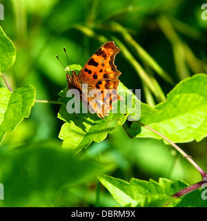 Reigate, UK. 3. August 2013. Ein Komma Schmetterling mit seinen charakteristischen weißen "Komma" ruht auf einem wilden Clematis Blatt auf einer Wiese auf den North Downs in Reigate, Surrey. Samstag, 3. August 2013. Credit: Foto von Lindsay Constable / Alamy Live News Stockfoto