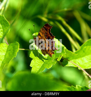 Reigate, UK. 3. August 2013. Ein Komma Schmetterling mit seinen charakteristischen weißen "Komma" ruht auf einem wilden Clematis Blatt auf einer Wiese auf den North Downs in Reigate, Surrey. Samstag, 3. August 2013. Credit: Foto von Lindsay Constable / Alamy Live News Stockfoto