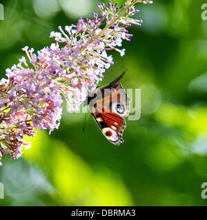 Reigate, UK. 3. August 2013. Ein Tagpfauenauge ruht auf wild Sommerflieder Blumen auf einer Wiese auf den North Downs in Reigate, Surrey. Samstag, 3. August 2013. Credit: Foto von Lindsay Constable /Alamy Live-Nachrichten Stockfoto