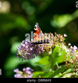 Reigate, UK. 3. August 2013. Ein Tagpfauenauge ruht auf wild Sommerflieder Blumen auf einer Wiese auf den North Downs in Reigate, Surrey. Samstag, 3. August 2013. Credit: Foto von Lindsay Constable /Alamy Live-Nachrichten Stockfoto