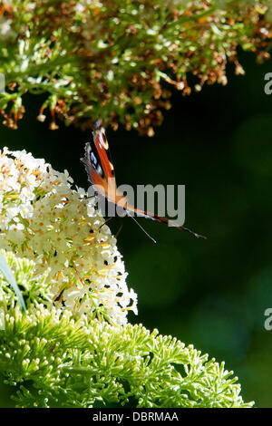 Reigate, UK. 3. August 2013. Ein Tagpfauenauge ruht auf wild Sommerflieder Blumen auf einer Wiese auf den North Downs in Reigate, Surrey. Samstag, 3. August 2013. Credit: Foto von Lindsay Constable /Alamy Live-Nachrichten Stockfoto