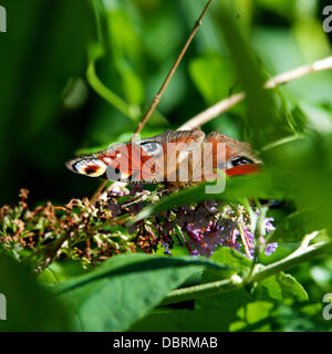 Reigate, UK. 3. August 2013. Ein Tagpfauenauge ruht auf wild Sommerflieder Blumen auf einer Wiese auf den North Downs in Reigate, Surrey. Samstag, 3. August 2013. Credit: Foto von Lindsay Constable /Alamy Live-Nachrichten Stockfoto