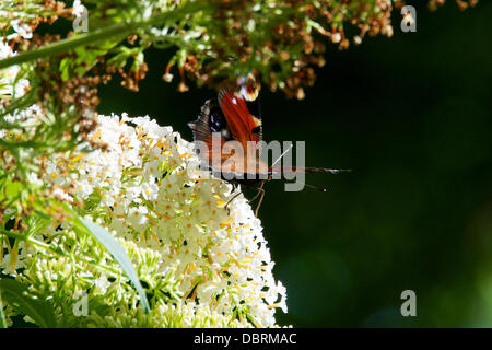 Reigate, UK. 3. August 2013. Ein Tagpfauenauge ruht auf wild Sommerflieder Blumen auf einer Wiese auf den North Downs in Reigate, Surrey. Samstag, 3. August 2013. Credit: Foto von Lindsay Constable /Alamy Live-Nachrichten Stockfoto