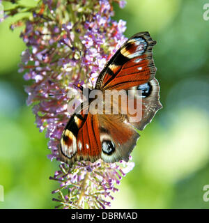 Reigate, UK. 3. August 2013. Ein Tagpfauenauge ruht auf wild Sommerflieder Blumen auf einer Wiese auf den North Downs in Reigate, Surrey. Samstag, 3. August 2013. Credit: Foto von Lindsay Constable /Alamy Live-Nachrichten Stockfoto