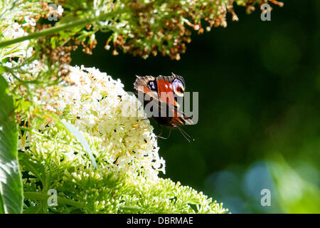 Reigate, UK. 3. August 2013. Ein Tagpfauenauge ruht auf wild Sommerflieder Blumen auf einer Wiese auf den North Downs in Reigate, Surrey. Samstag, 3. August 2013. Credit: Foto von Lindsay Constable /Alamy Live-Nachrichten Stockfoto