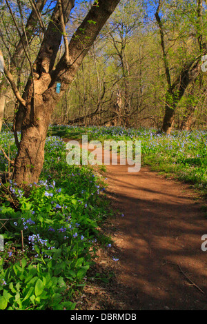 Blaue Glocken, Bull Run Regionalpark, Centreville, Virginia, USA Stockfoto