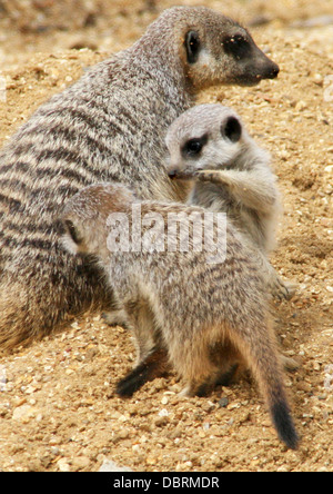 ERDMÄNNCHEN BABYS SPIELEN MIT WACHSAMEN ELTERN Stockfoto