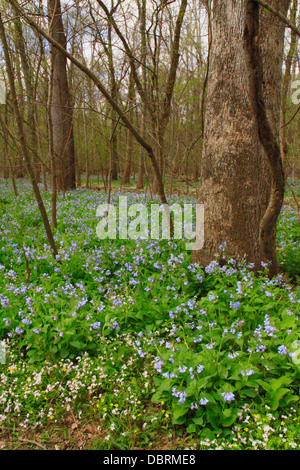 Blaue Glocken, Bull Run Regionalpark, Centreville, Virginia, USA Stockfoto