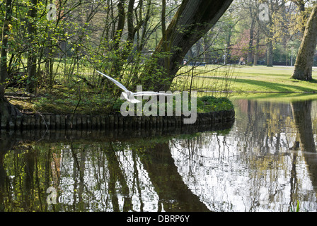 Ein Reiher im Vondelpark, Amsterdam, Niederlande Stockfoto