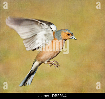 Strukturierte männlichen Buchfink im Flug Stockfoto