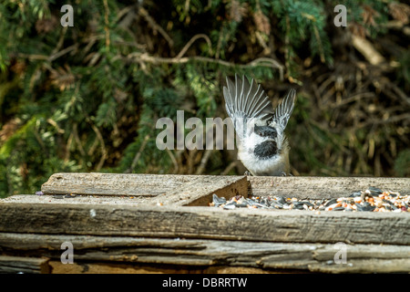 Schwarz-capped Chickadee (Poecile Atricapillus) Frozen Flügel Aktion bei der Landung am Behälter. Calgary, Alberta, Kanada Stockfoto