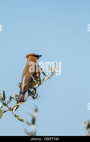 Zeder Seidenschwanz (Bombycilla Cedrorum) sitzt auf einem Ast in ihrer bunten Pracht. Johnsons Insel, Alberta, Kanada Stockfoto