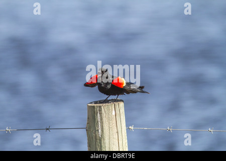 Rotschulterstärling (Agelaius Phoeniceus) auf Zaunpfahl, mit der Aufforderung, Cattleman es Slough, Alberta, Kanada Stockfoto