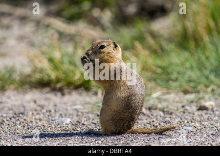 Richardson's Ziesel (Urocitellus Richardsonii) Gopher sitzen und Essen. Schaf-River, Alberta, Kanada Stockfoto