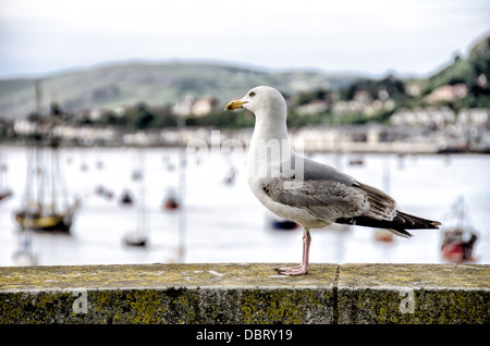 Möwe auf Steinmauer Conwy Wales | CONWY, Wales — Eine Möwe steht auf einer mit Flechten bedeckten Steinmauer mit Blick auf den Hafen von Conwy, während Segelboote im Mündungsbereich des Flusses Conwy vor Anker liegen und die Hügel der Halbinsel Creuddyn in der Ferne zu sehen sind. Die ummauerte Stadt, die seit 1283 für Edward I befestigt wurde, liegt dort, wo der Fluss auf die Irische See trifft, und Möwen sind entlang dieses Abschnitts der Nordwalesküste immer noch eine ständige Präsenz. Stockfoto