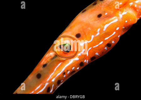 Ein Close Up von einem orange Trompetenfische zeigt seine filigrane Muster und leuchtende Farben. Stockfoto